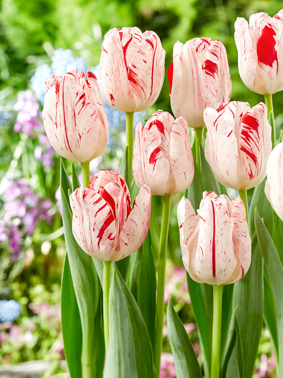 Tulip One Direction