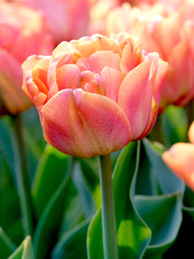 Tulip Orange Flavor®