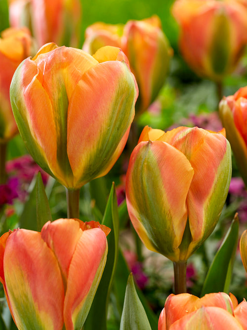 Tulip Orange Marmelade