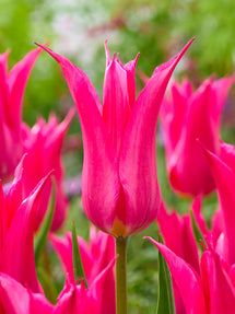 Tulip Oriental Pearl