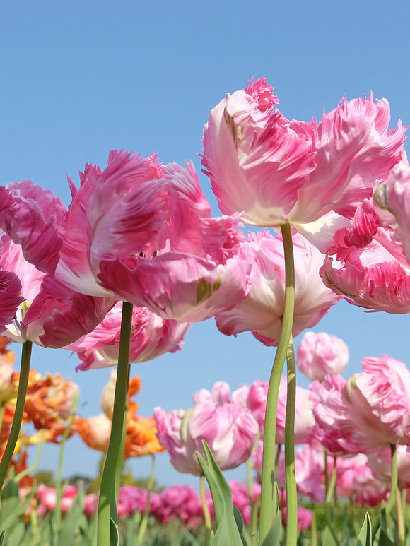 Tulip Parrot Pink Vision