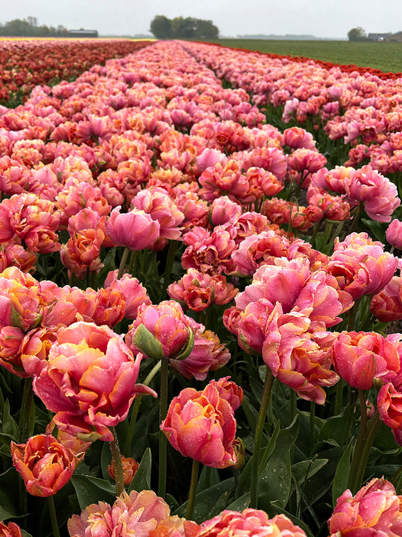 Tulip La Belle de Parfume