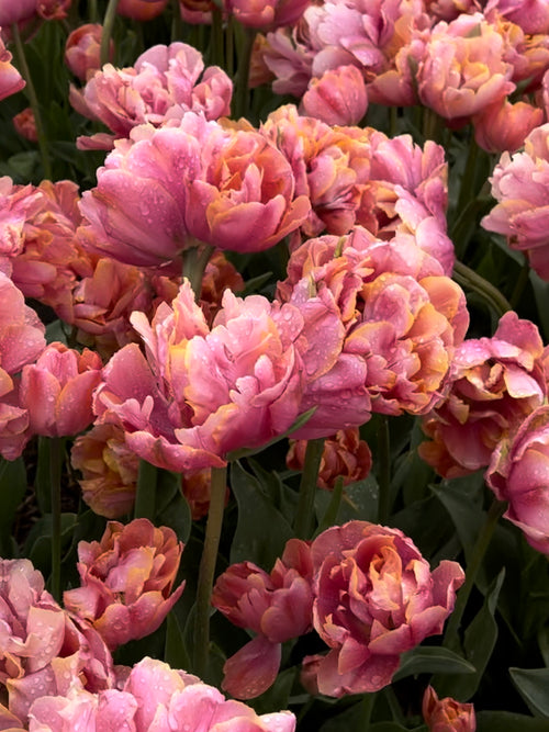 Tulip La Belle de Parfume