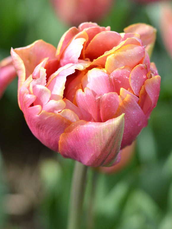 Tulip Picture Perfect