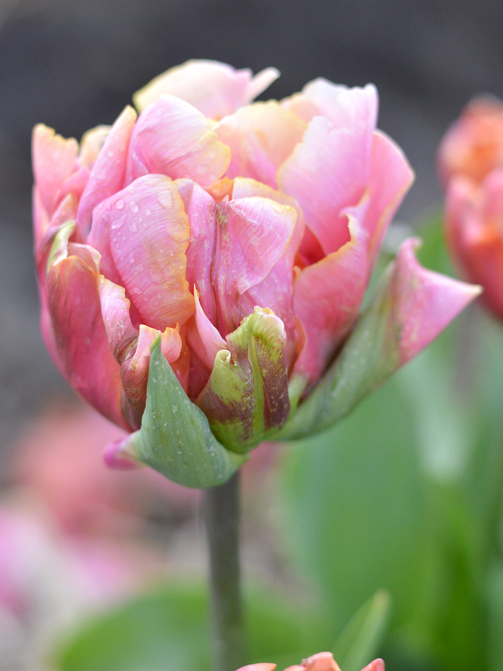 Real Tuli Tulip Picture Perfect Bulbs | Order Online at DutchGrown™
