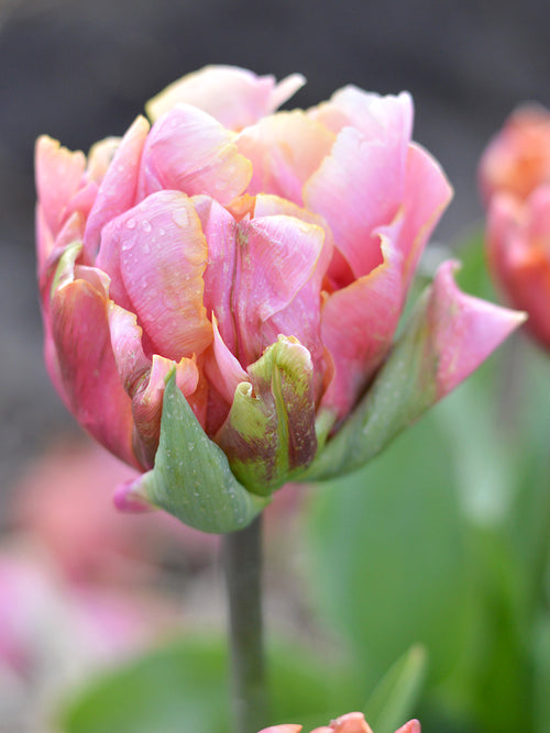 Tulip Picture Perfect