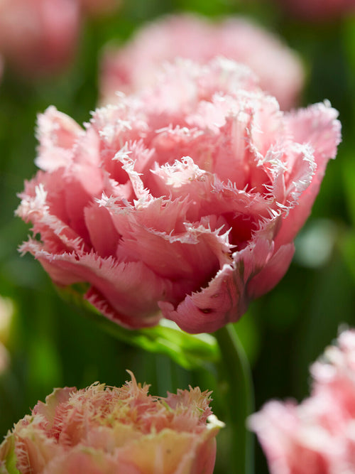 Tulip Pink Magic