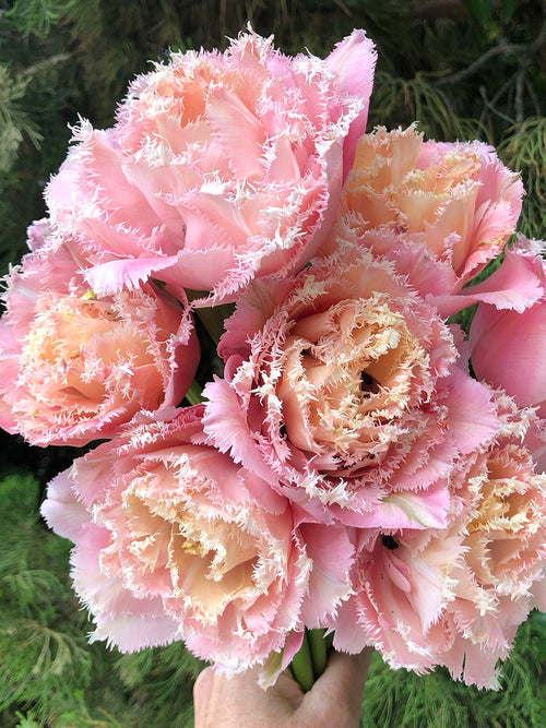 Tulip Pink Magic