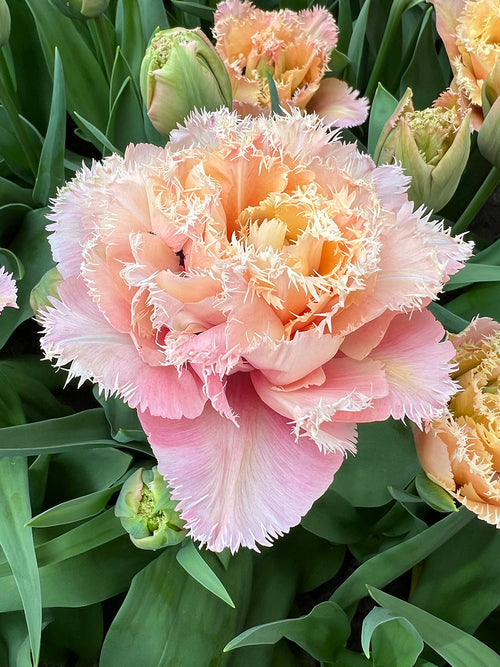 Tulip Pink Magic
