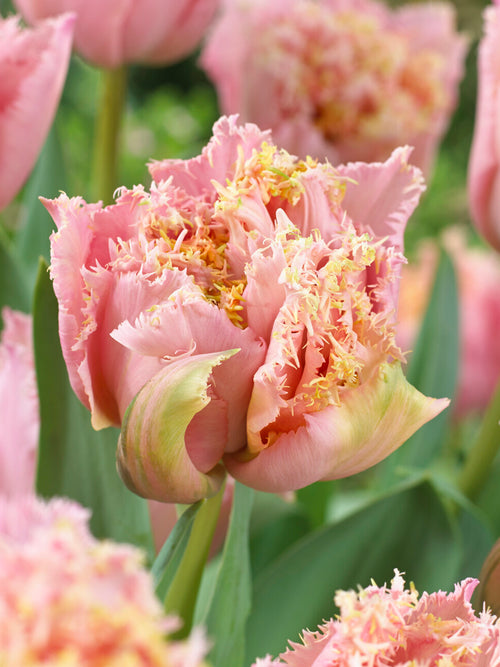 Tulip Pink Magic