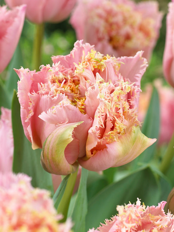 Tulip Pink Magic