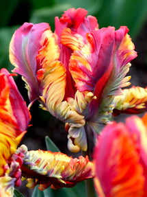 Tulip Rainbow Parrot