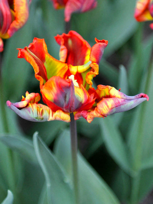Tulip Rainbow Parrot