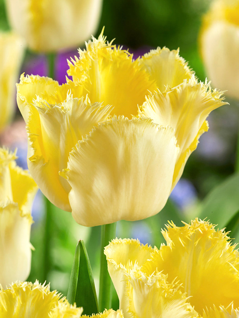 Real Tuli Tulip Rebellious | DutchGrown™ | Unique Tulip Bulbs For Sale