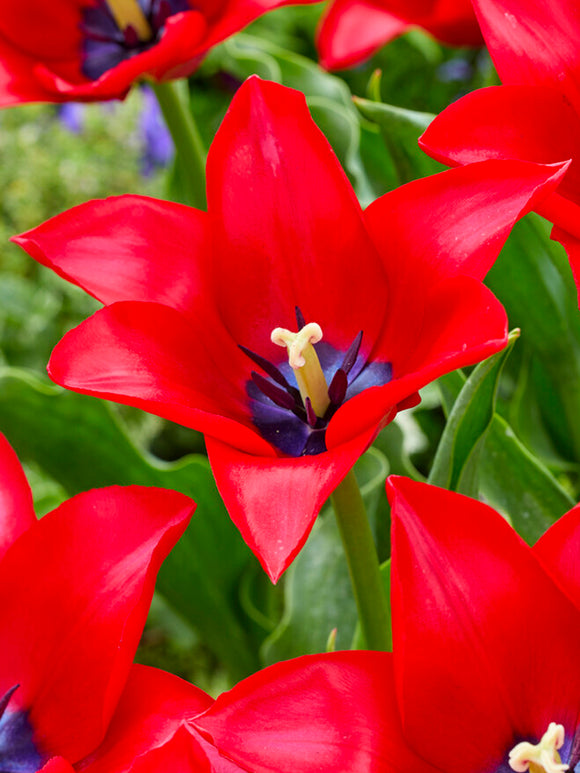 Tulip Red Lightning Blue