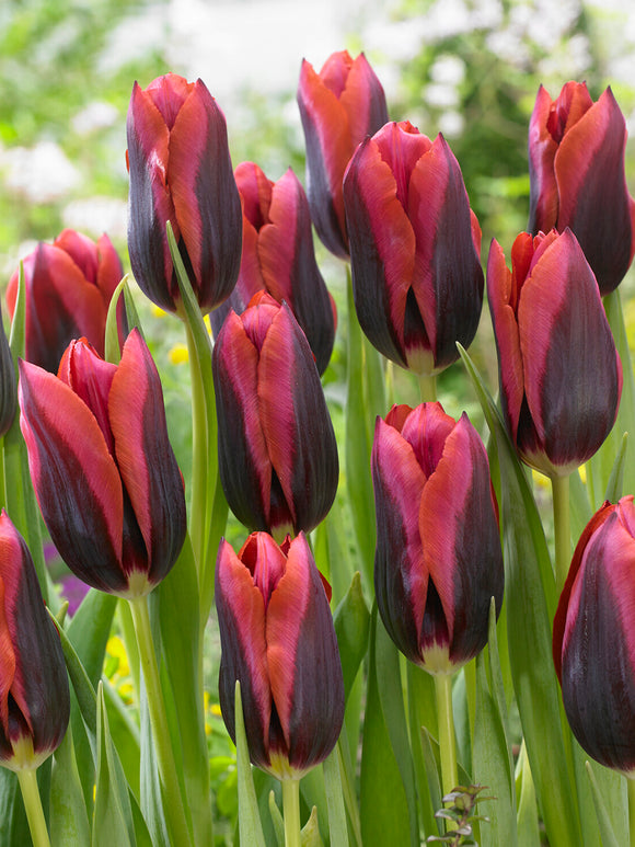 Tulip Slawa