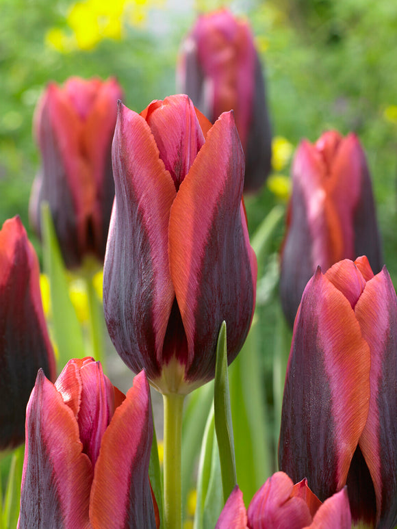 Tulip Slawa