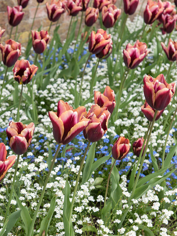 Tulip Slawa