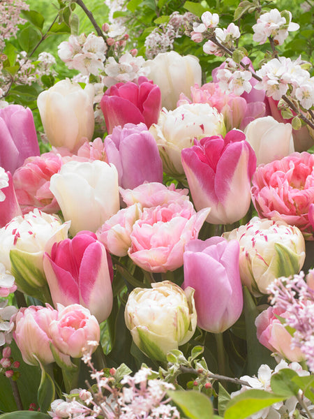 Tulip_Spring_Romance_Collectio
