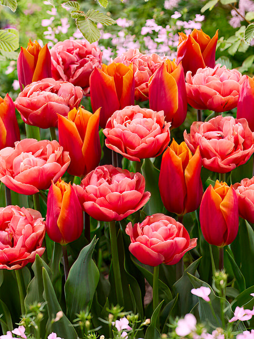 Tulip Sunset Glow Collection