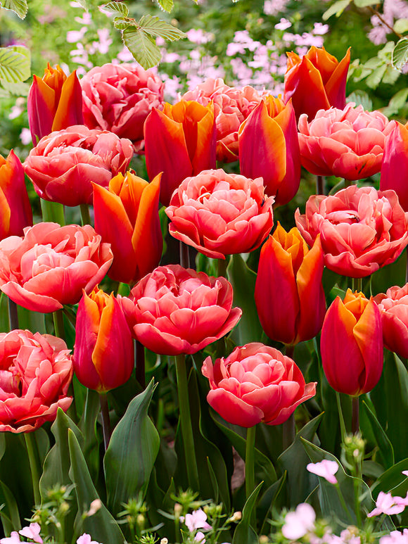 Tulip Sunset Glow Collection