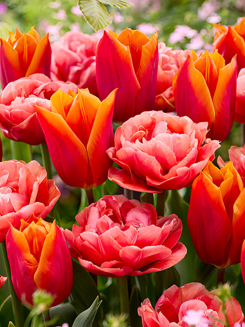 Tulip Sunset Glow Collection