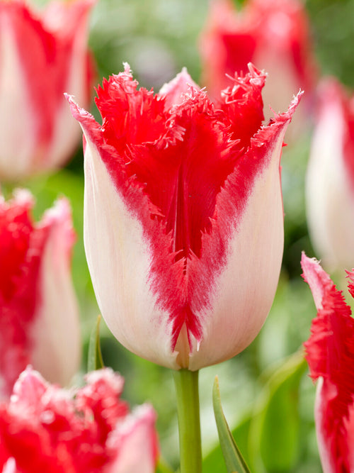 Tulip Sweet Paradise