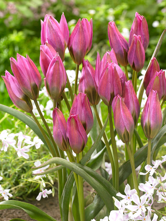 Tulip Violetta