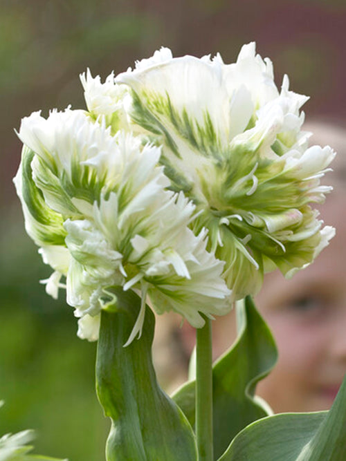 Tulip White Parrot