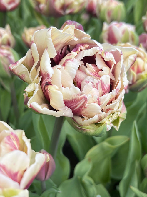 Tulip Wyndham