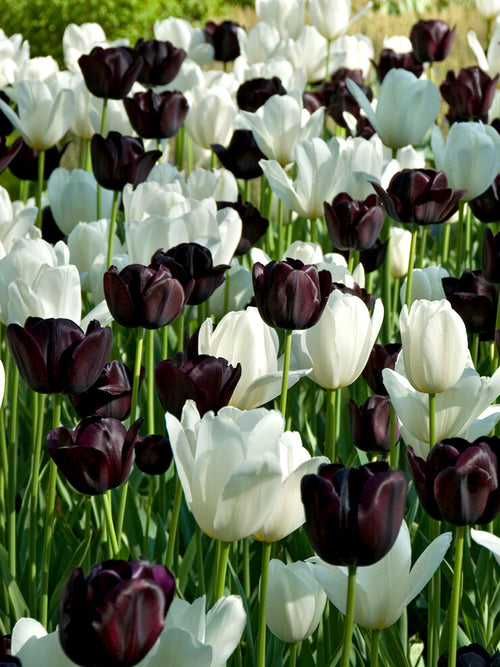 Tulip Zebra Collection