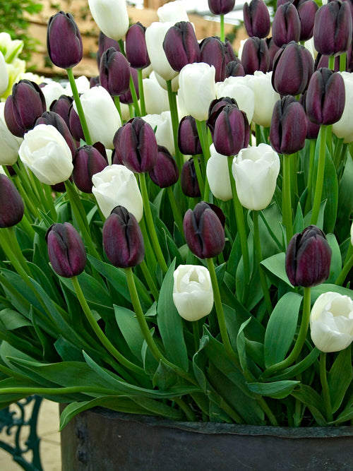 Tulip Zebra Collection