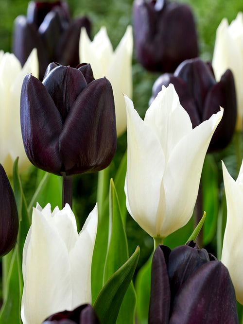 Tulip Zebra Collection