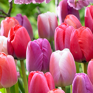 MUST HAVE TULIPS