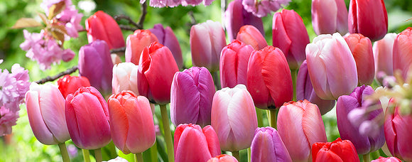 MUST HAVE TULIPS