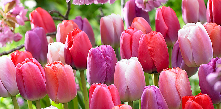 MUST HAVE TULIPS