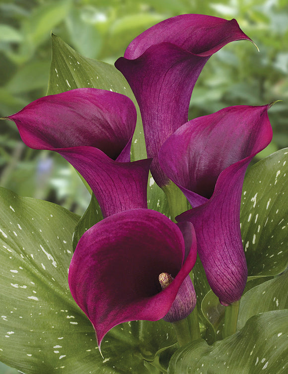 Calla Lily Bulbs Captain Promise 