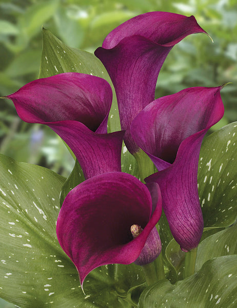 flower power calla lily Calla Lily Captain Promise