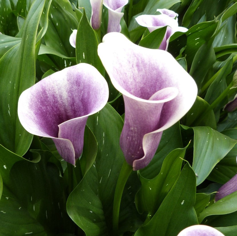 Calla Lily Bulbs Airbrush