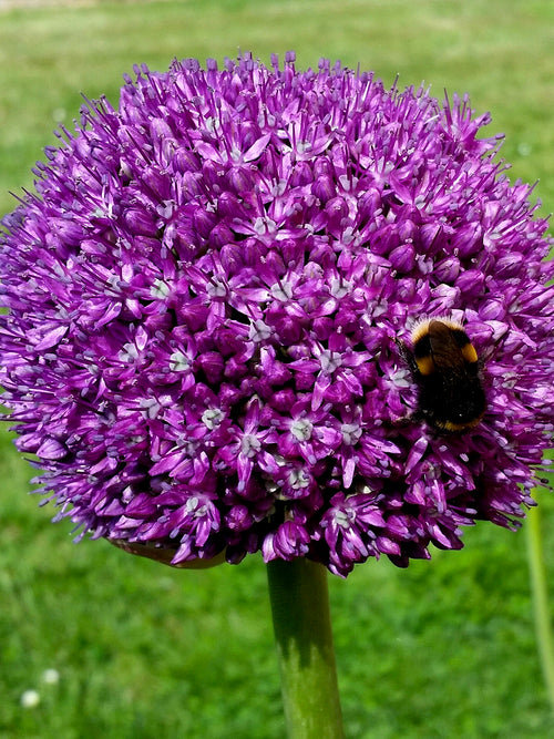 Purple Allium Ambassador | DutchGrown™