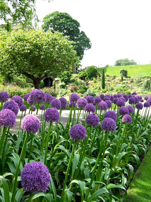 Allium Ambassador | Giant Flowers | DutchGrown™