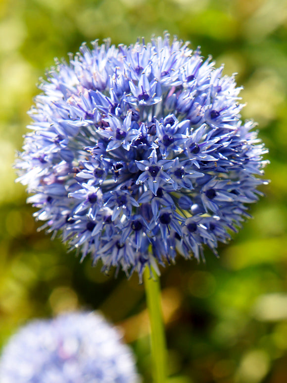 Blue Ornamental Onion - Allium Azureum