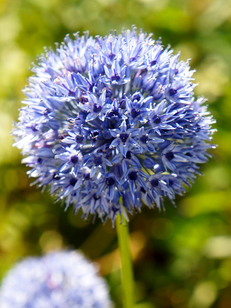 allium ☆ Allium Azureum Bulbs | The Blue Allium | Buy Online at