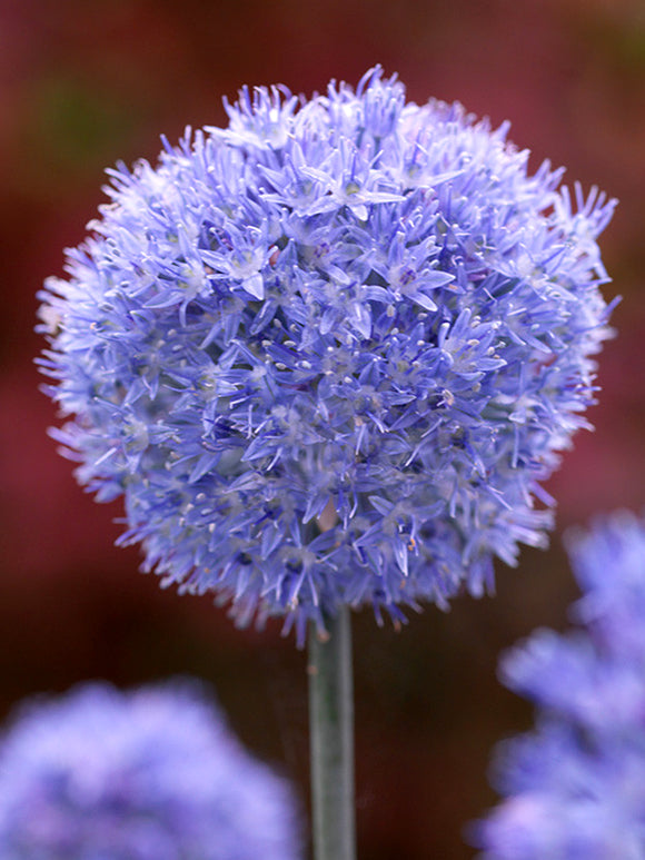 Allium Azureum - Blue Allium Flower Bulbs - DutchGrown™