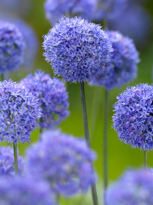 The Blue Allium - Ornamental Onion - DutchGrown Flower Bulbs