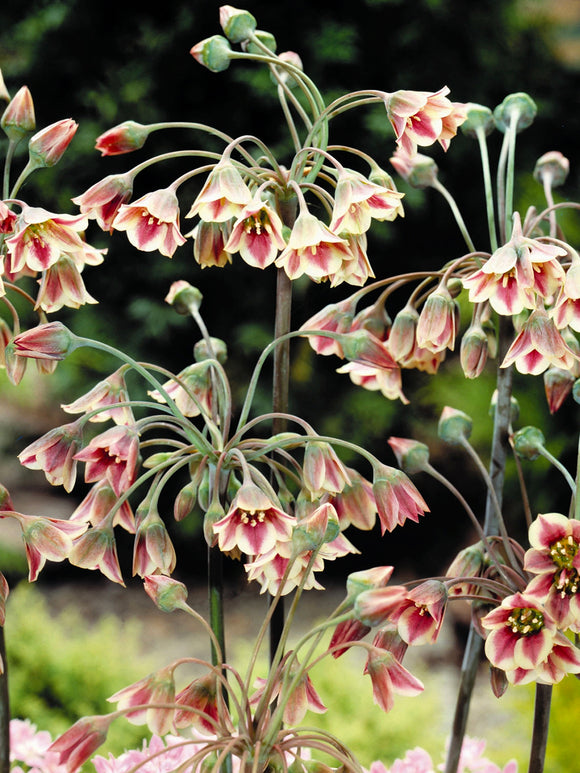 Nectaroscordum Siculum - Allium Bulgaricum Flower Bulbs - Summer Bells Ornamental Onion