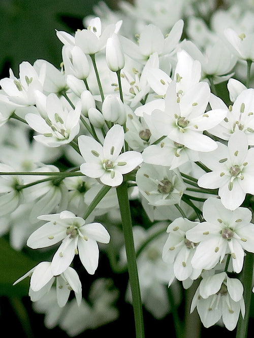 Allium Cowanii Flower Bulbs - White Flowers - DutchGrown™