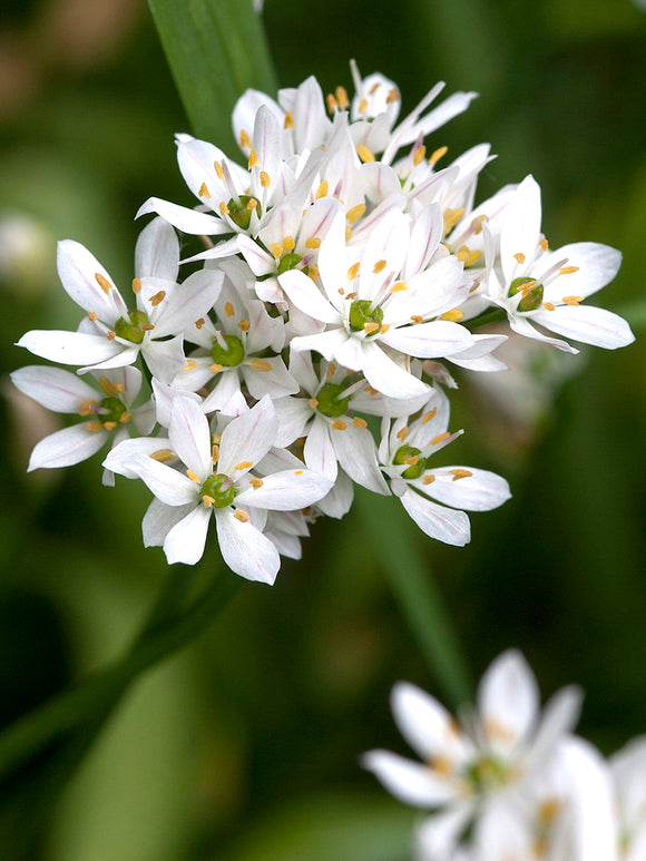 White Allium Cowanii - Ornamental Onion - Fall Planted Flower Bulbs