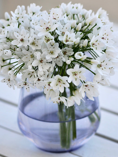 White Allium Cowanii - Ornamental Onion - Fall Planted Flower Bulbs Vase