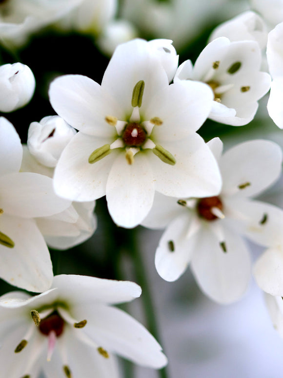 White Allium Cowanii - Ornamental Onion - Fall Planted Flower Bulbs Close up